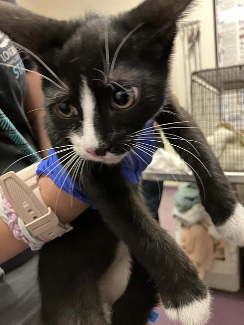Shelter Stray Male Cat last seen Near BLK SPRING ST, LONG BEACH CA 90815, 7700 E Spring St, Long Beach, CA 90815, USA