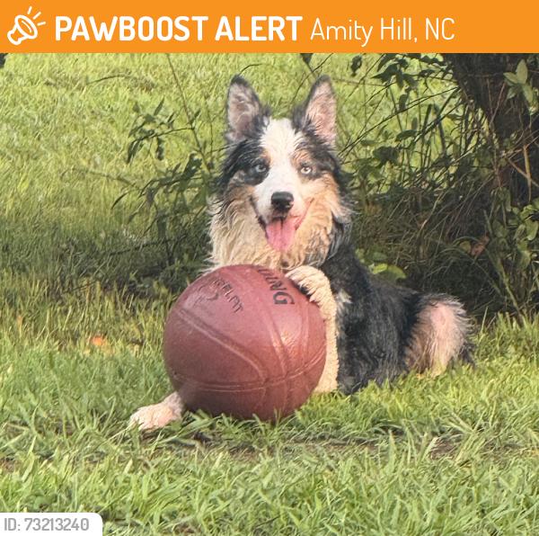 Found/Stray Male Dog last seen Close to the wayside fire department, Amity Hill, NC 27013