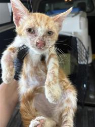 Shelter Stray Male Cat last seen Near BLOCK E DWIGHT WAY FRESMO CA 93702, 5277 E Airways Blvd, Fresno, CA 93727, USA