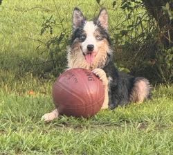 Found/Stray Male Dog last seen Close to the wayside fire department, Amity Hill, NC 27013