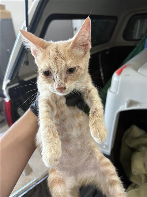 Shelter Stray Male Cat last seen Near BLOCK E DWIGHT WAY FRESMO CA 93702, 5277 E Airways Blvd, Fresno, CA 93727, USA