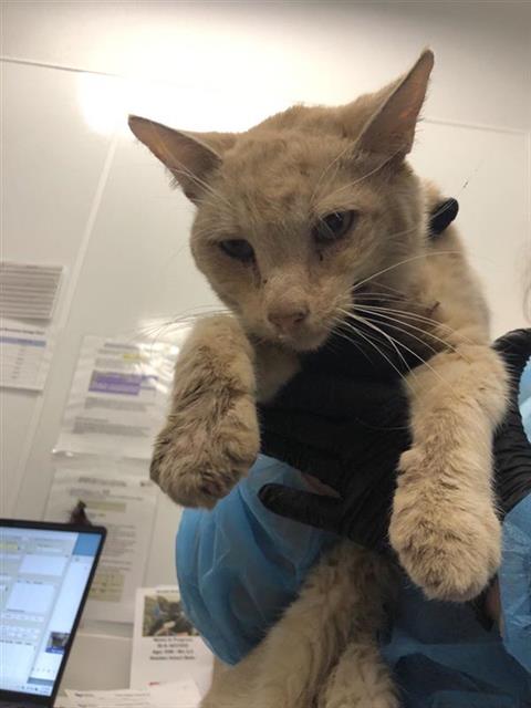 Shelter Stray Male Cat last seen Near BLOCK E YALE AVE, FRESNO CA 93704 5964, 5277 E Airways Blvd, Fresno, CA 93727, USA