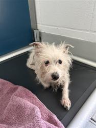 Shelter Stray Female Dog last seen Near BLOCK W SIMPSON AVE, FRESNO CA 93705 3760, 5277 E Airways Blvd, Fresno, CA 93727, USA