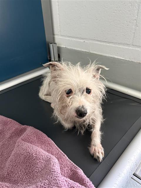 Shelter Stray Female Dog last seen Near BLOCK W SIMPSON AVE, FRESNO CA 93705 3760, 5277 E Airways Blvd, Fresno, CA 93727, USA