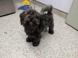 Shelter Stray Male Dog last seen Near BLOCK ILENE ST, DETROIT, MI 48238, 7401 Chrysler Dr, Detroit, MI 48211, USA