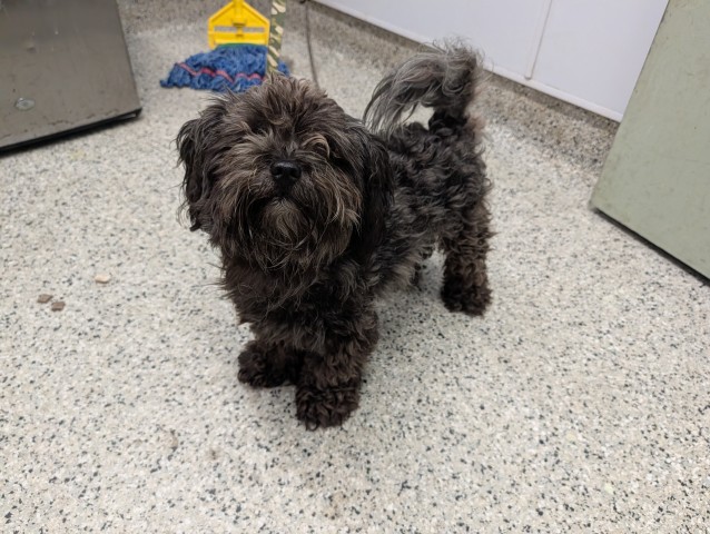 Shelter Stray Male Dog last seen Near BLOCK ILENE ST, DETROIT, MI 48238, 7401 Chrysler Dr, Detroit, MI 48211, USA