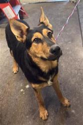 Shelter Stray Female Dog last seen STOCKTON BLVD & LEMON HILL AVE, 2127 Front St, Sacramento, CA 95818, USA