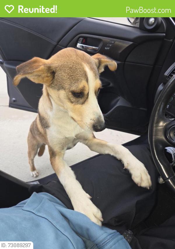 Reunited Male Dog last seen San bernardo /azusa, Covina, CA 91723