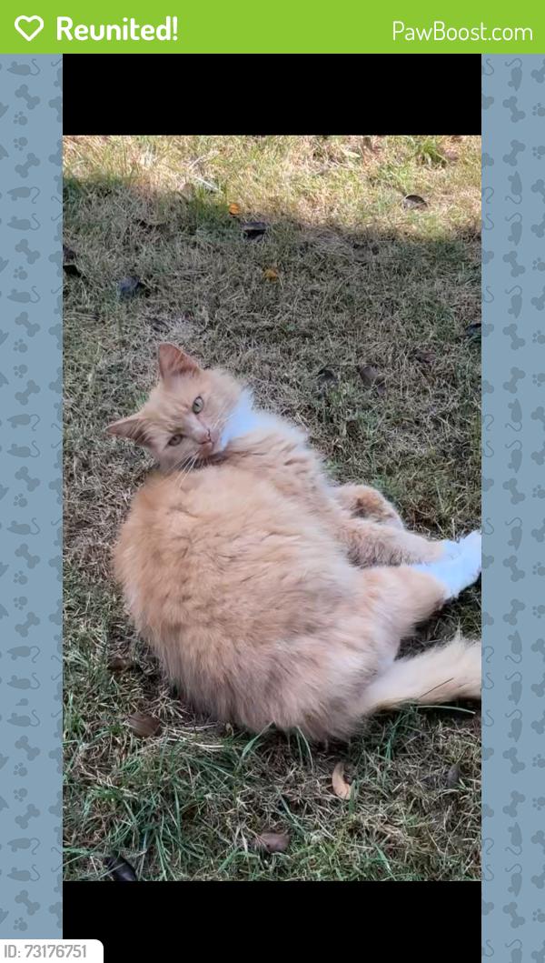 Reunited Male Cat last seen Near the church, Banham, England 