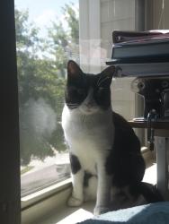 Reunited Male Cat last seen Home: 1524 Brookmere Way, Cumming, GA 30040