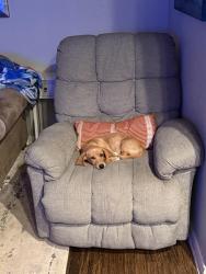 Lost Female Dog last seen Hurst dr and brown trail, Bedford, TX 76022