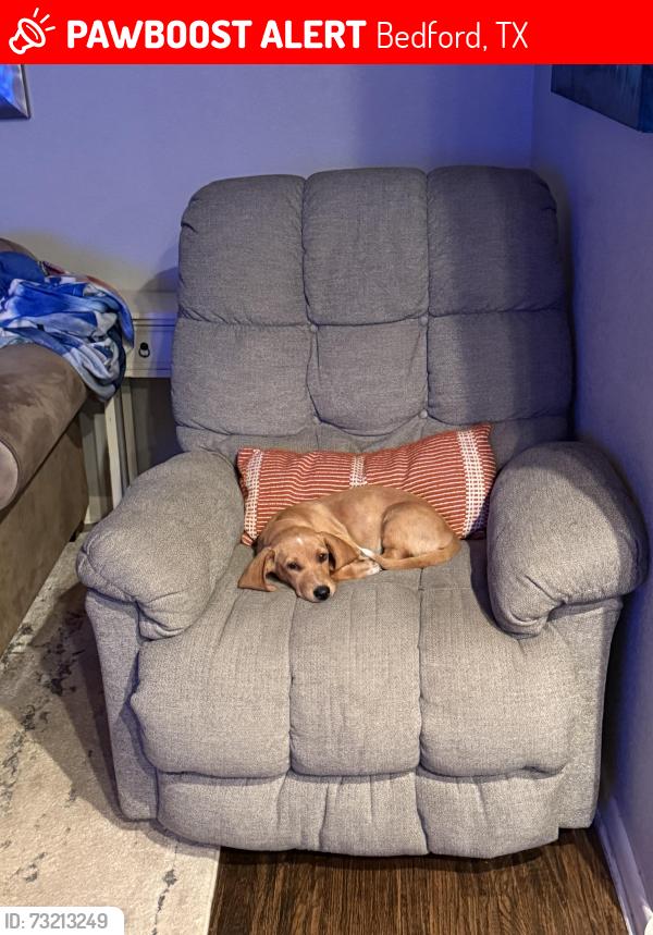 Lost Female Dog last seen Hurst dr and brown trail, Bedford, TX 76022