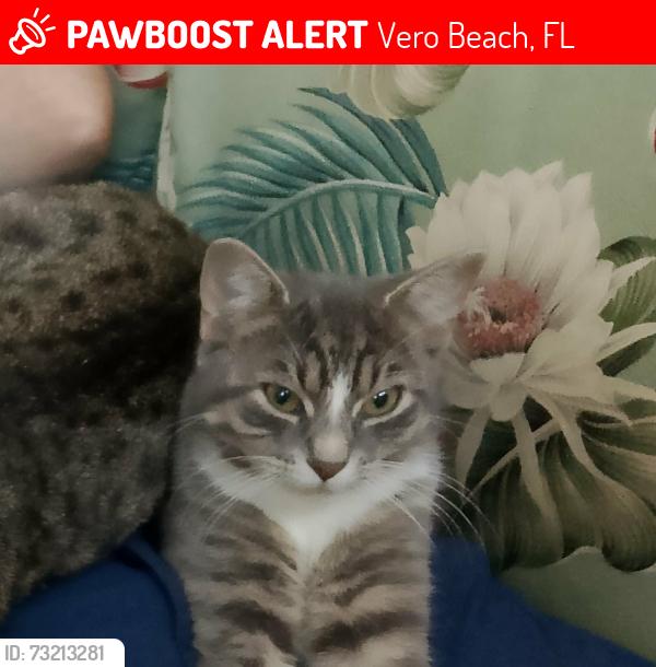 Lost Female Cat last seen Vero Beach high school, crestlawn cemetery, Vero Beach, FL 32960