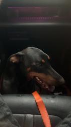 Reunited Female Dog last seen HwY 64, Morganton, NC 28655
