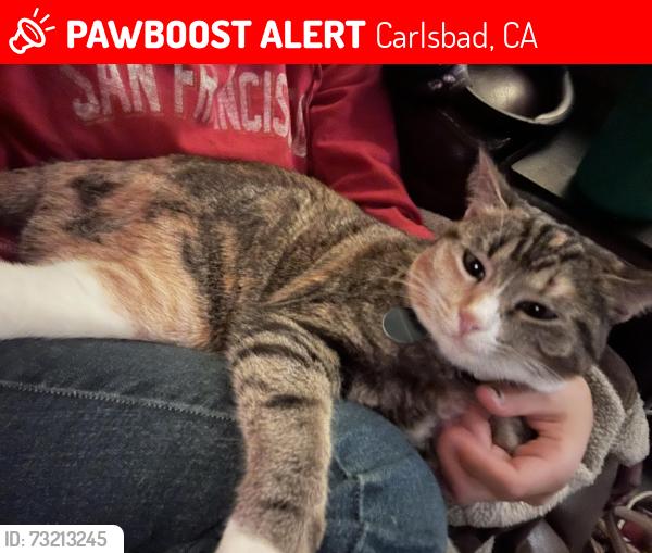 Lost Female Cat last seen College Blvd., Sage Creek highschool, Calavera Middle School Carlsbad, Calavera Mountain, Carlsbad, CA 92010
