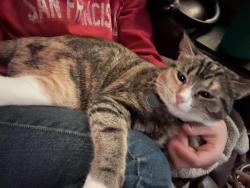 Lost Female Cat last seen College Blvd., Sage Creek highschool, Calavera Middle School Carlsbad, Calavera Mountain, Carlsbad, CA 92010