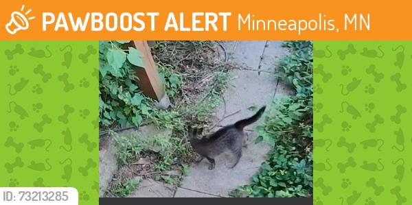 Found/Stray Unknown Cat last seen neighborhood by north girard/44th crossing, Minneapolis, MN 55412