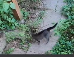 Found/Stray Unknown Cat last seen neighborhood by north girard/44th crossing, Minneapolis, MN 55412