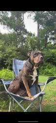 Reunited Female Dog last seen Lake Rd, Tunnel Hill, GA 30755, USA, Tunnel Hill, GA 30755