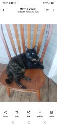 Lost Female Cat last seen 173rd Ave and NE Irving, Gresham, OR 97230