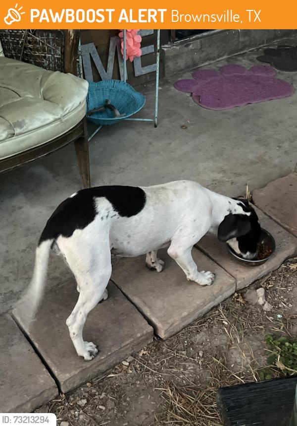 Found/Stray Female Dog last seen wingstop, Brownsville, TX 78520