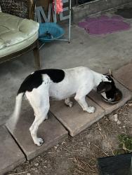 Found/Stray Female Dog last seen wingstop, Brownsville, TX 78520