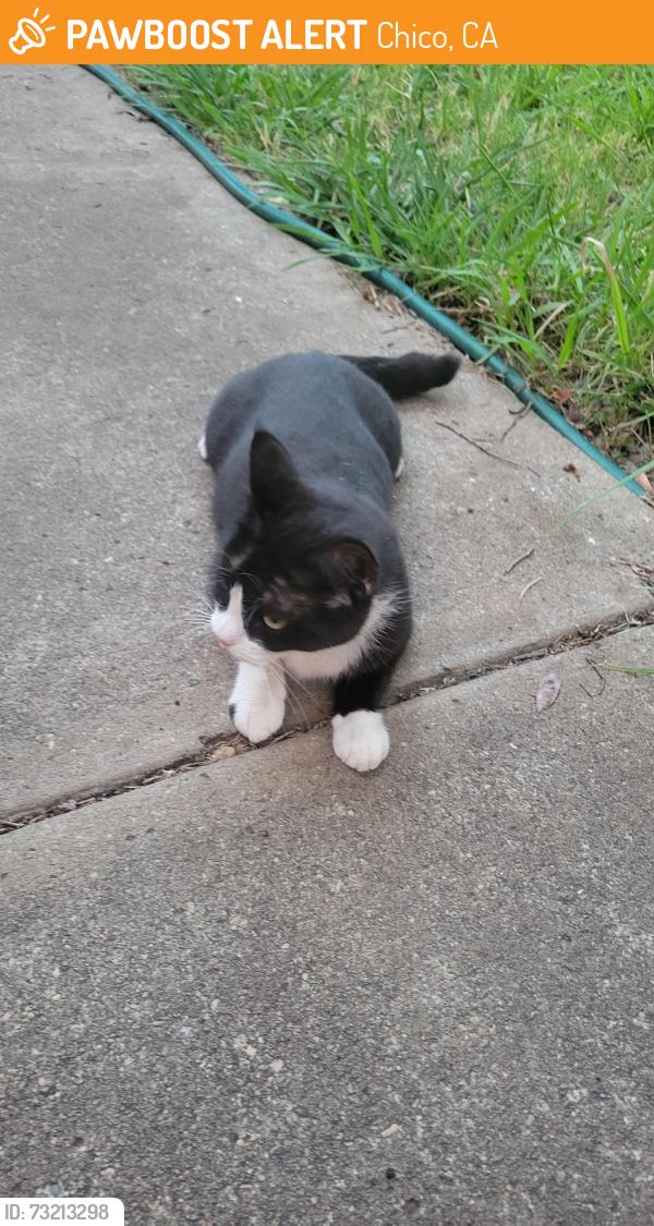 Found/Stray Female Cat last seen Jasper dr chico, Chico, CA 95928
