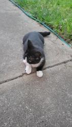 Found/Stray Female Cat last seen Jasper dr chico, Chico, CA 95928