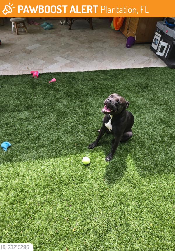 Found/Stray Female Dog last seen Broward Blvd and 54th avenue, Plantation, FL 33317