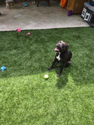 Found/Stray Female Dog last seen Broward Blvd and 54th avenue, Plantation, FL 33317