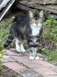 Found/Stray Unknown Cat last seen Near st and 86 avenue, Delta, BC 