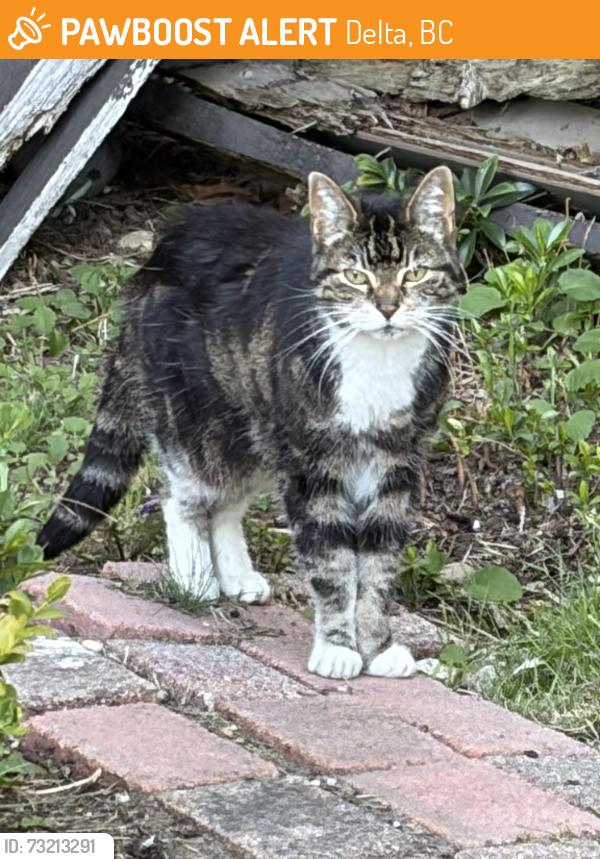 Found/Stray Unknown Cat last seen Near st and 86 avenue, Delta, BC 