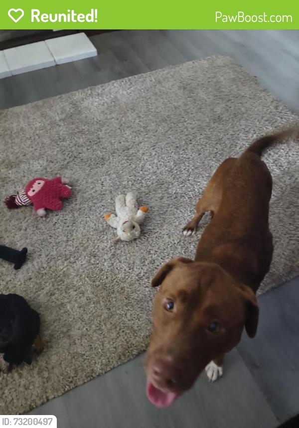 Reunited Female Dog last seen Buffalo Trail, Morristown, TN 37814
