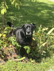 Reunited Male Dog last seen Highway 41 south, Greenbrier, TN 37073