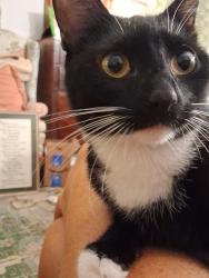 Reunited Female Cat last seen N. Decatur and Willivee, North Decatur, GA 30033