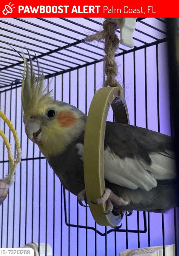 Lost Male Bird last seen Raleigh Dr Trees near canal behind 64 Raleigh Drive, Palm Coast, FL 32164