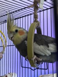 Lost Male Bird last seen Raleigh Dr Trees near canal behind 64 Raleigh Drive, Palm Coast, FL 32164