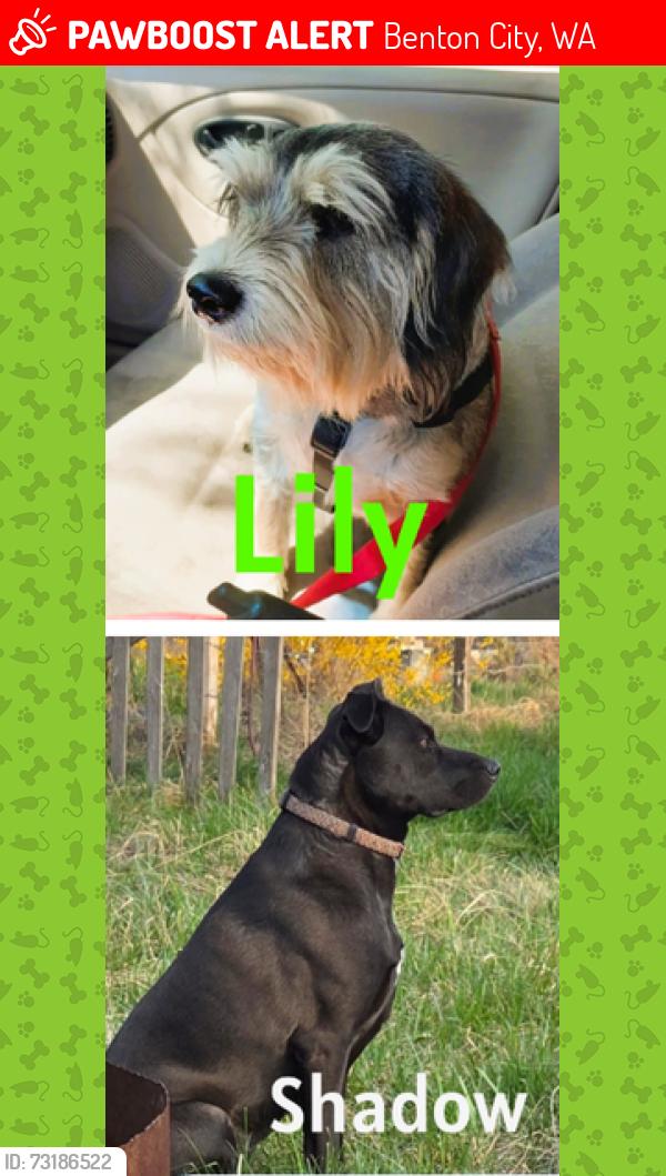 Lost Female Dog last seen Near N Shuler Rd, Benton City, WA 99320, Benton City, WA 99320