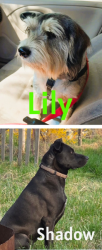 Lost Female Dog last seen Near N Shuler Rd, Benton City, WA 99320, Benton City, WA 99320