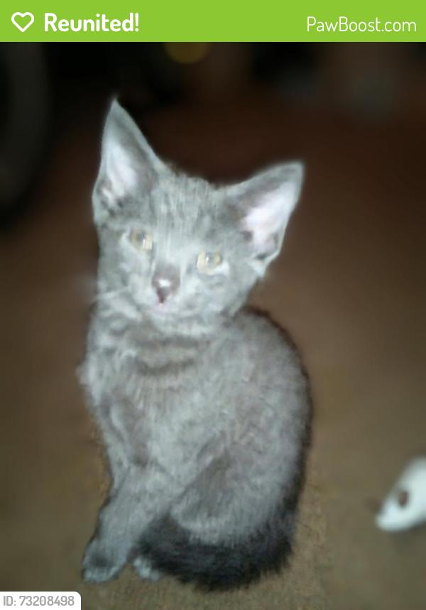 Reunited Female Cat last seen Near Mason Dixon Rd Hagerstown MD 21740, Hagerstown, MD 21740