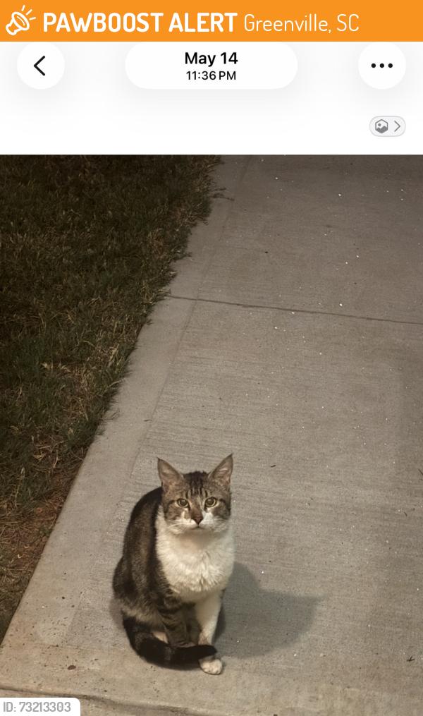 Found/Stray Male Cat last seen Woodside Avenue, Greenville, SC 29611