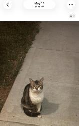 Found/Stray Male Cat last seen Woodside Avenue, Greenville, SC 29611