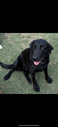 Lost Female Dog last seen Hurst dr & brown trial, Bedford, TX 76022