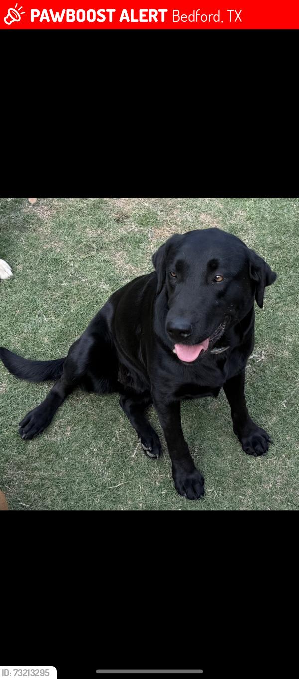 Lost Female Dog last seen Hurst dr & brown trial, Bedford, TX 76022
