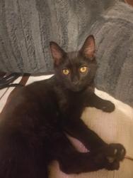 Lost Male Cat last seen Nerang rd, Southport, QLD 4215