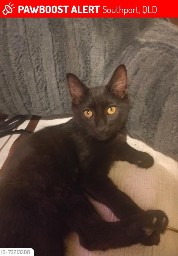 Lost Male Cat last seen Nerang rd, Southport, QLD 4215