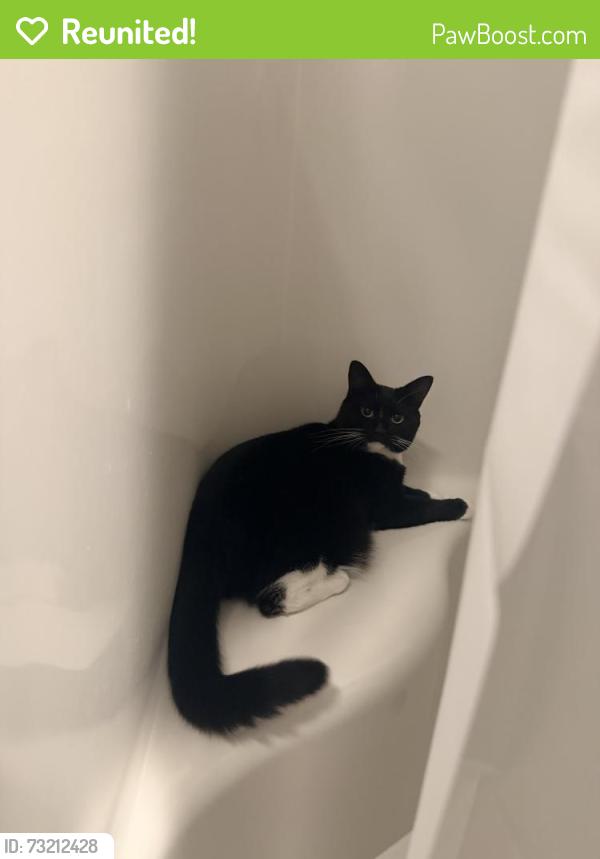 Reunited Female Cat last seen Wisconsin&R st, Washington, DC 20009