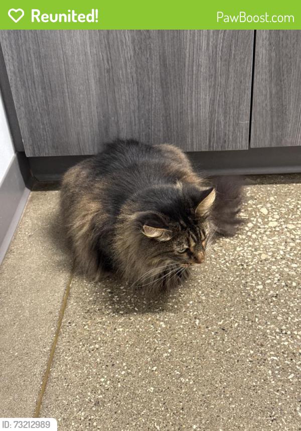 Reunited Female Cat last seen Near W 98th St, Cleveland, OH 44102, USA, Cleveland, OH 44102
