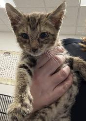 Shelter Stray Male Cat last seen Near Euclid, 5th District, OH, 9203 Detroit Ave, Cleveland, OH 44102, USA