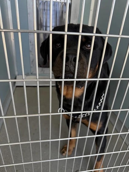 Shelter Stray Male Dog last seen W Barstow Ave & N Westlawn Ave, Fresno Zone Fresno CO 1A 93723, CA, 1510 W Dan Ronquillo Dr, Fresno, CA 93706, USA